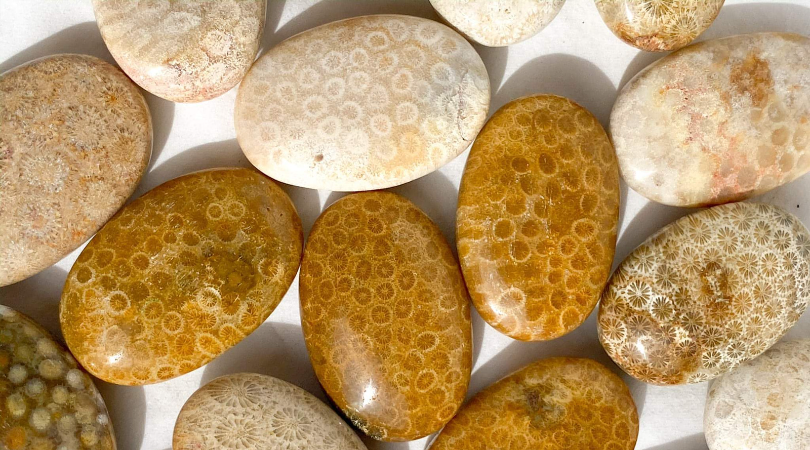 Fossil Coral Jasper