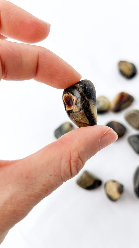 Septarian Tumbles | Mini - Unearthed Crystals