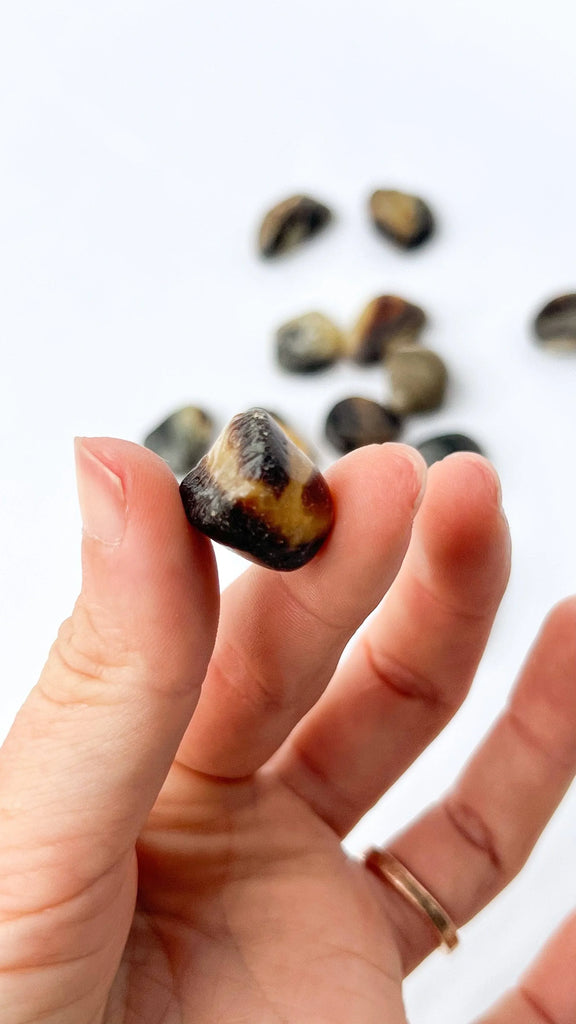 Septarian Tumbles | Mini - Unearthed Crystals
