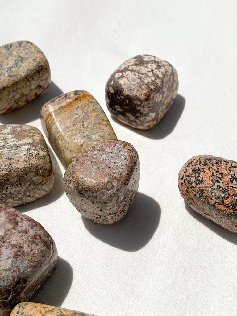 Leopardskin Jasper Freeform | Small - Unearthed Crystals