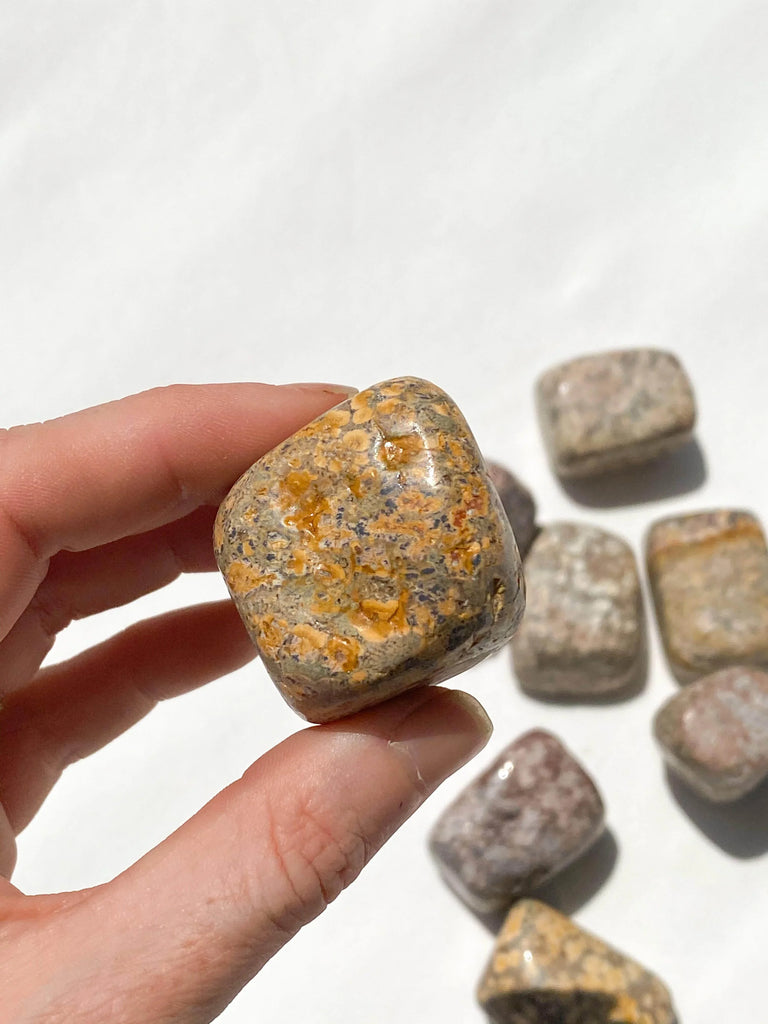 Leopardskin Jasper Freeform | Small - Unearthed Crystals