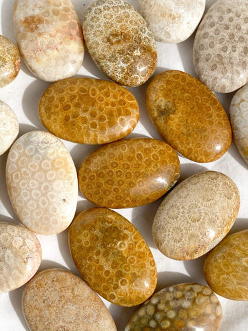 Fossil Coral Palm Stone | Large - Unearthed Crystals