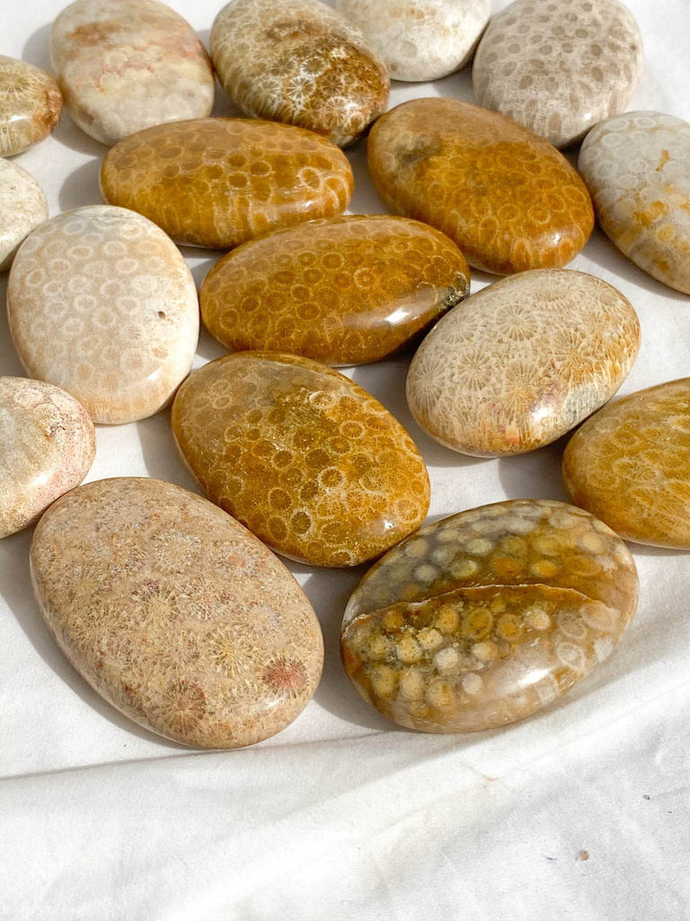Fossil Coral Palm Stone | Large - Unearthed Crystals
