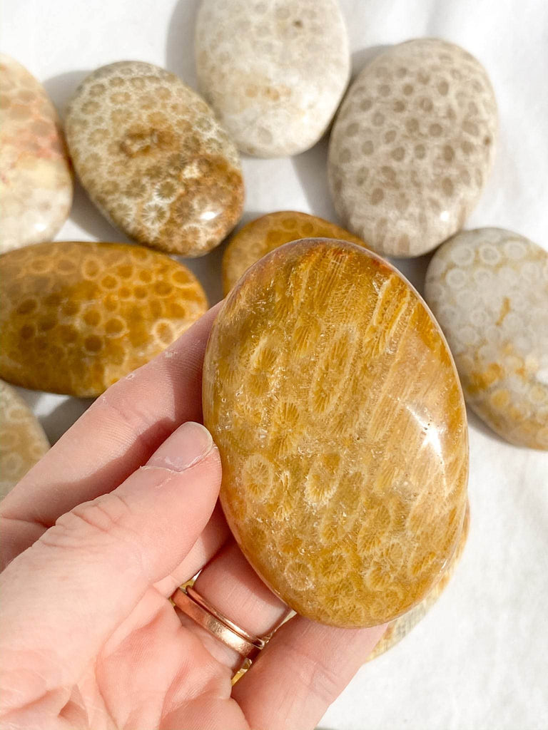 Fossil Coral Palm Stone | Large - Unearthed Crystals