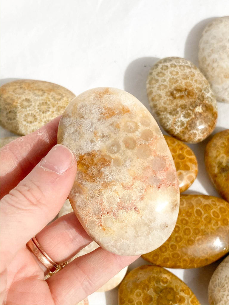 Fossil Coral Palm Stone | Large - Unearthed Crystals
