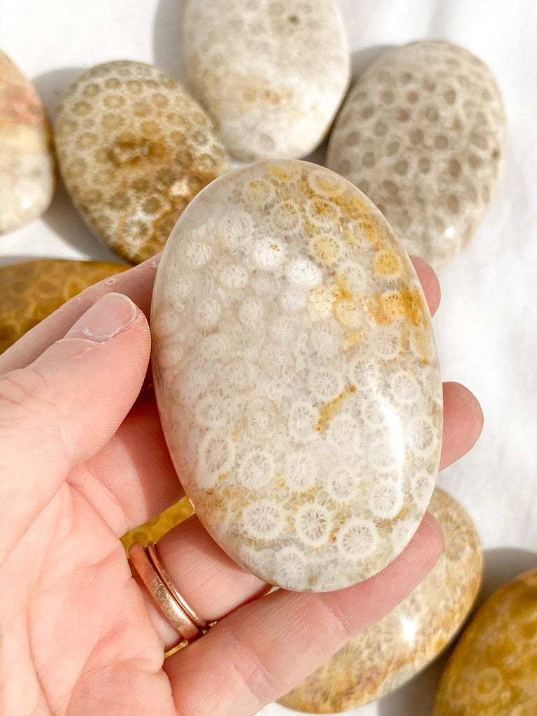 Fossil Coral Palm Stone | Large - Unearthed Crystals