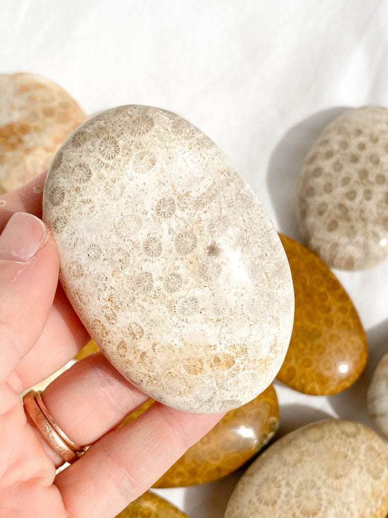 Fossil Coral Palm Stone | Large - Unearthed Crystals