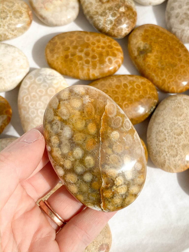 Fossil Coral Palm Stone | Large - Unearthed Crystals