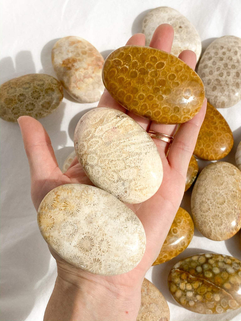 Fossil Coral Palm Stone | Large - Unearthed Crystals
