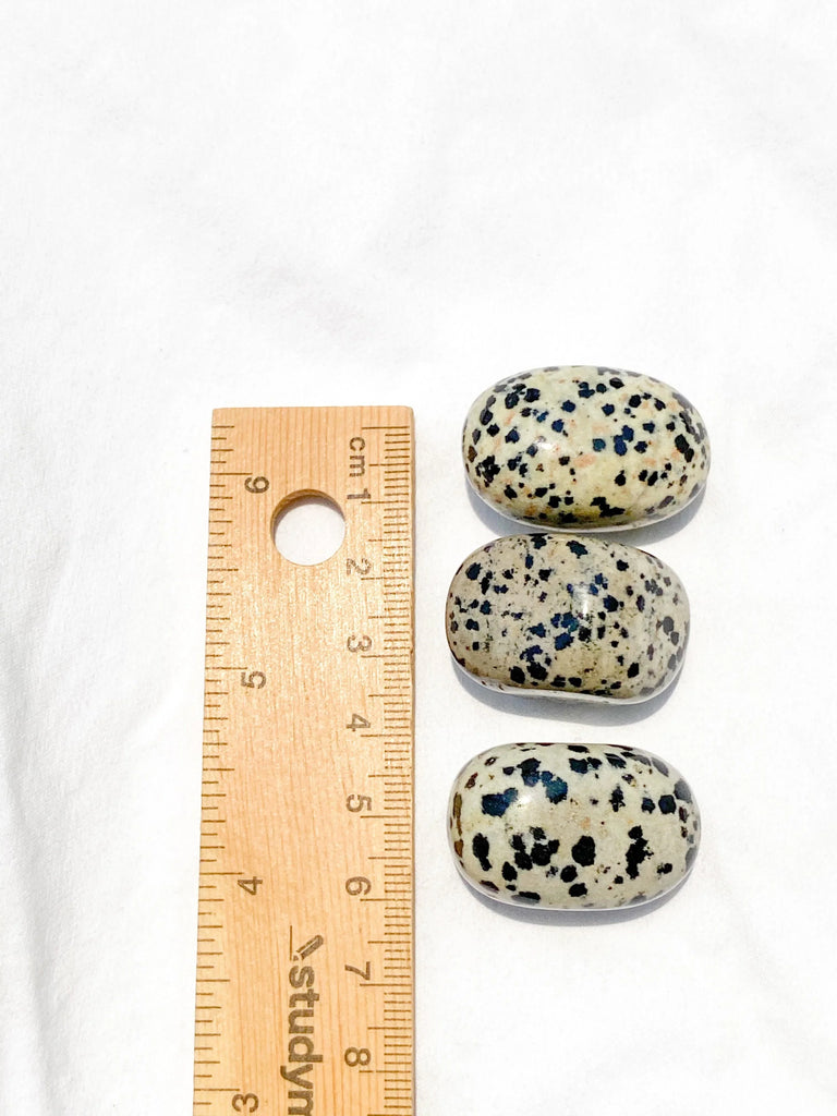 Dalmatian Jasper Tumbles | Medium - Unearthed Crystals
