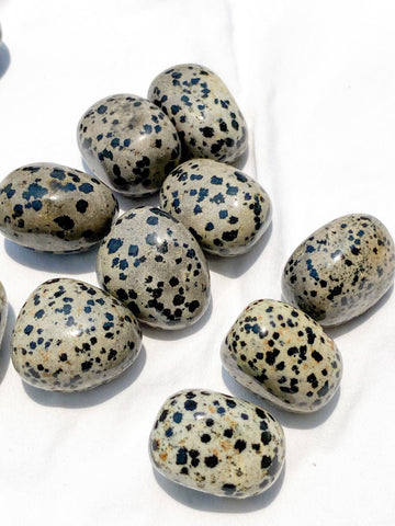 Dalmatian Jasper Tumbles | Large - Unearthed Crystals