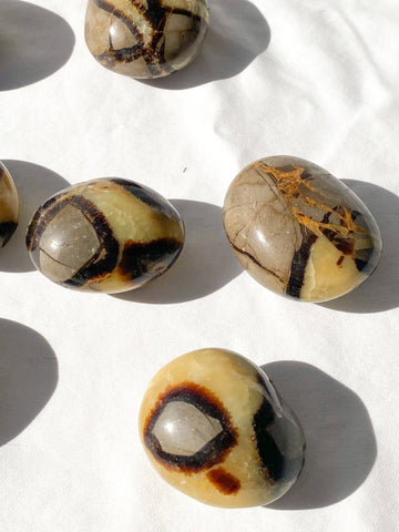 Septarian Palm Stone | Large - Unearthed Crystals