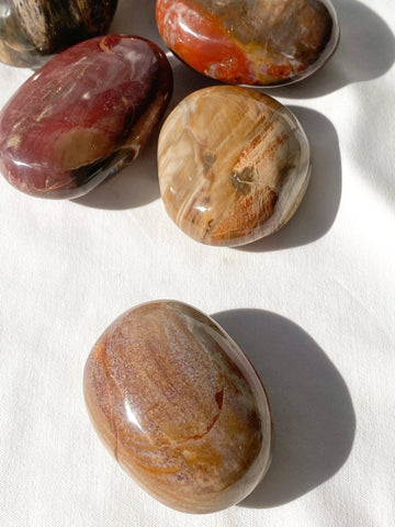 Petrified Wood Palm Stone | Medium - Unearthed Crystals