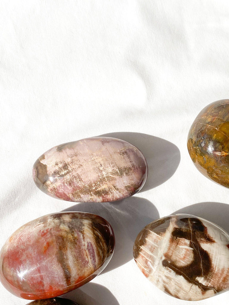Petrified Wood Palm Stone | Large - Unearthed Crystals