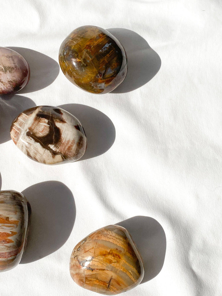 Petrified Wood Palm Stone | Large - Unearthed Crystals