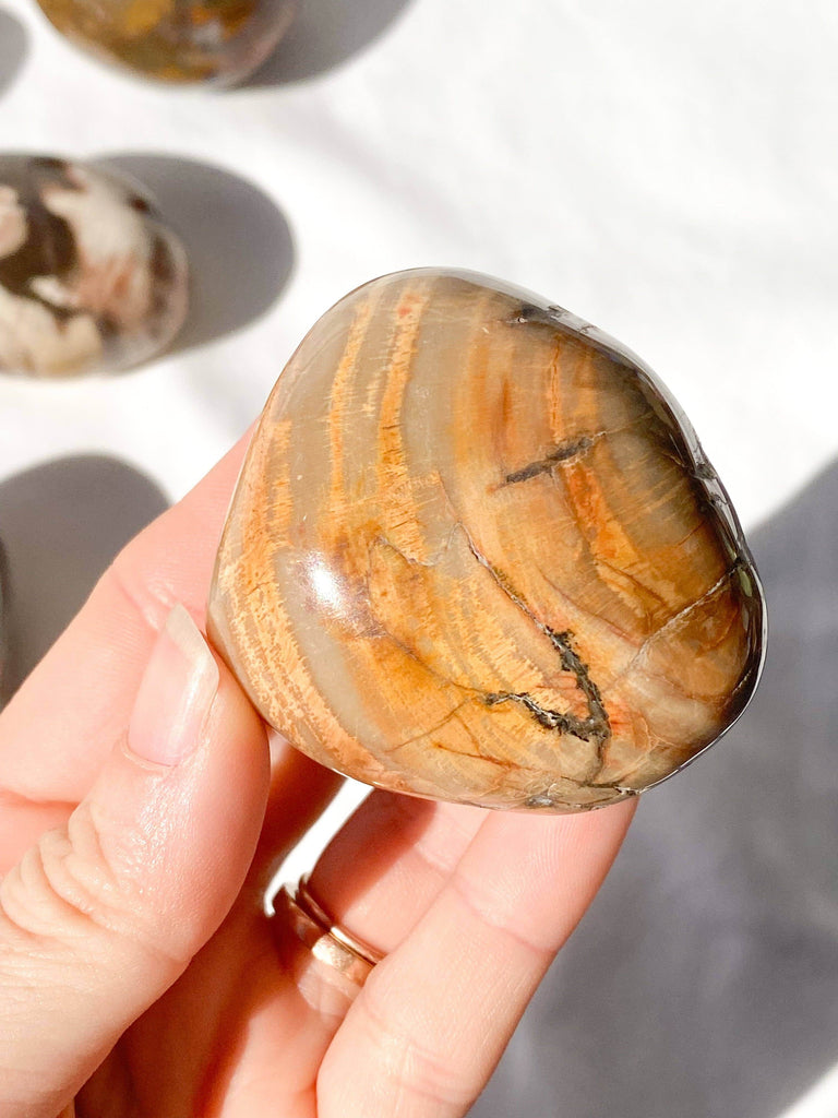 Petrified Wood Palm Stone | Large - Unearthed Crystals