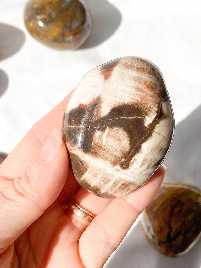 Petrified Wood Palm Stone | Large - Unearthed Crystals