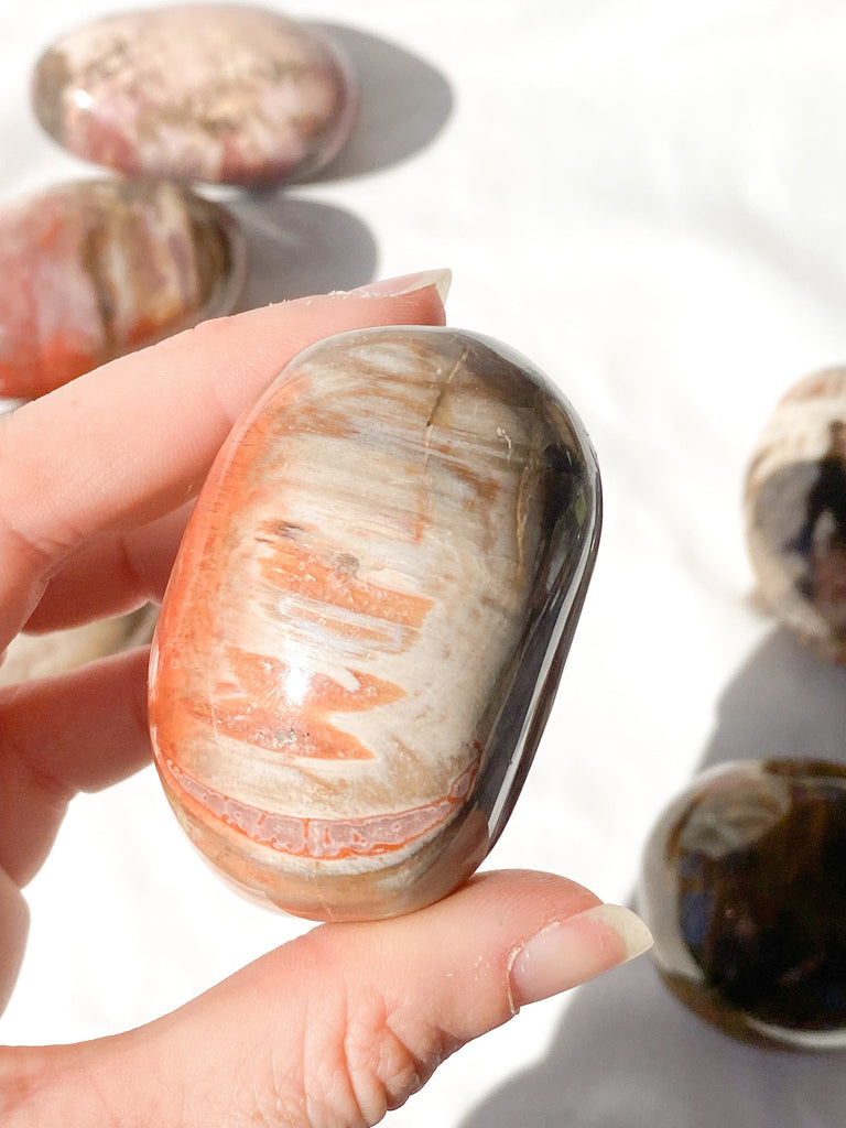 Petrified Wood Palm Stone | Large - Unearthed Crystals