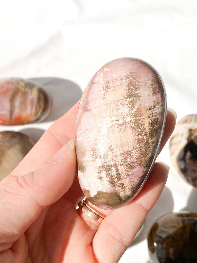 Petrified Wood Palm Stone | Large - Unearthed Crystals
