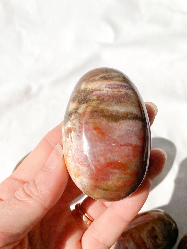 Petrified Wood Palm Stone | Large - Unearthed Crystals
