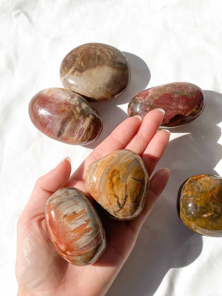 Petrified Wood Palm Stone | Large - Unearthed Crystals