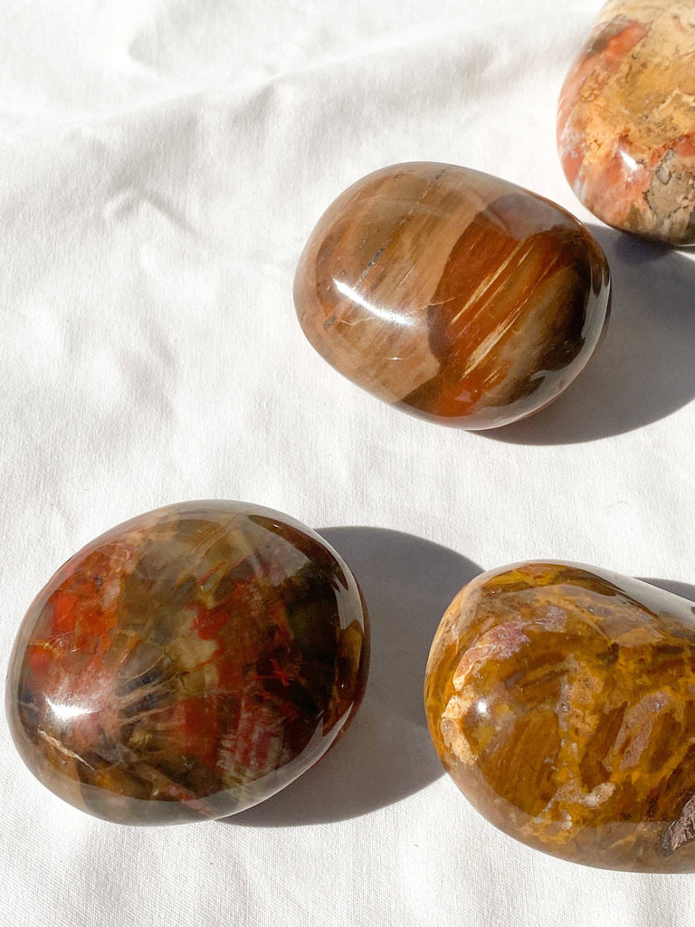 Petrified Wood Palm Stone | Extra Large - Unearthed Crystals