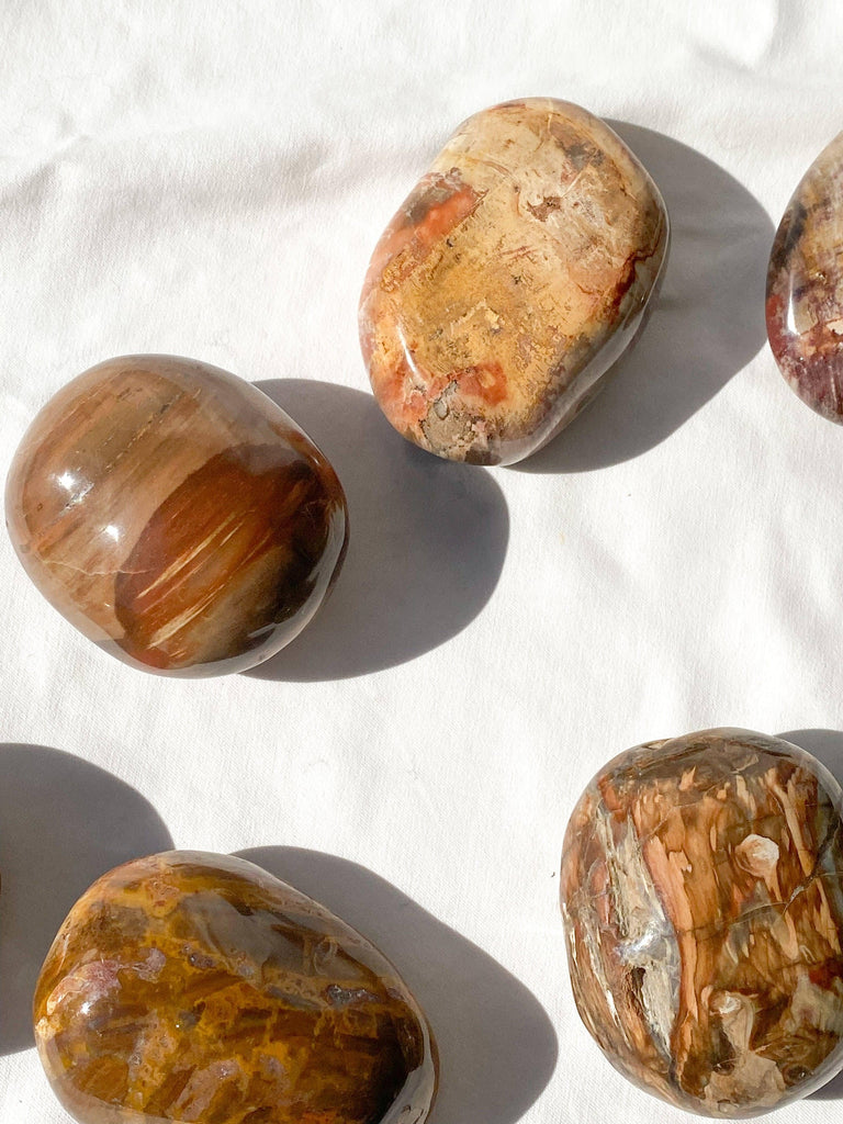 Petrified Wood Palm Stone | Extra Large - Unearthed Crystals