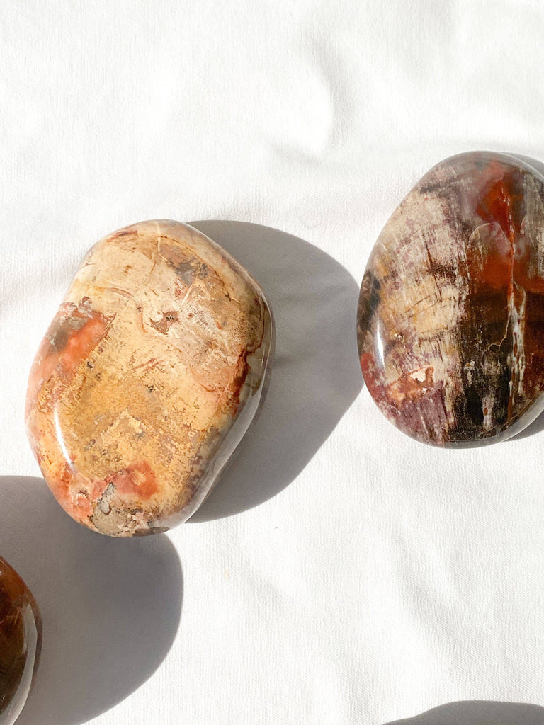 Petrified Wood Palm Stone | Extra Large - Unearthed Crystals