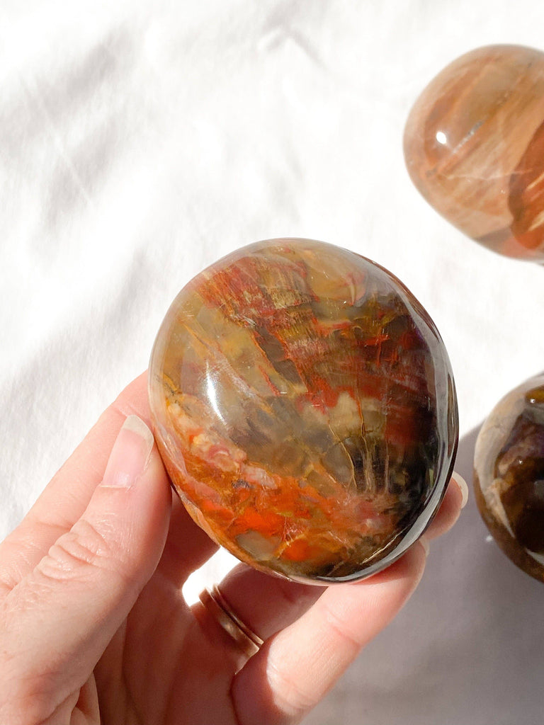 Petrified Wood Palm Stone | Extra Large - Unearthed Crystals