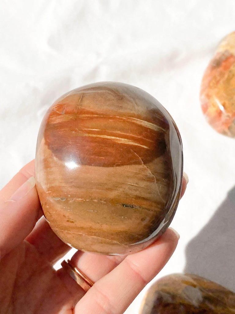 Petrified Wood Palm Stone | Extra Large - Unearthed Crystals