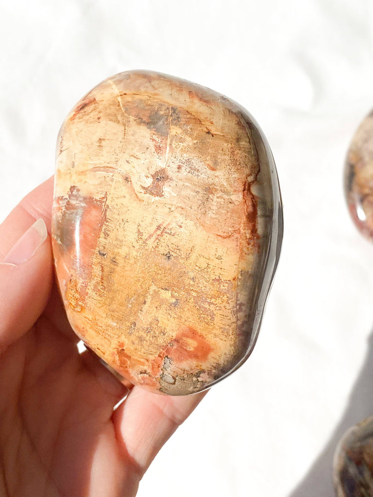 Petrified Wood Palm Stone | Extra Large - Unearthed Crystals