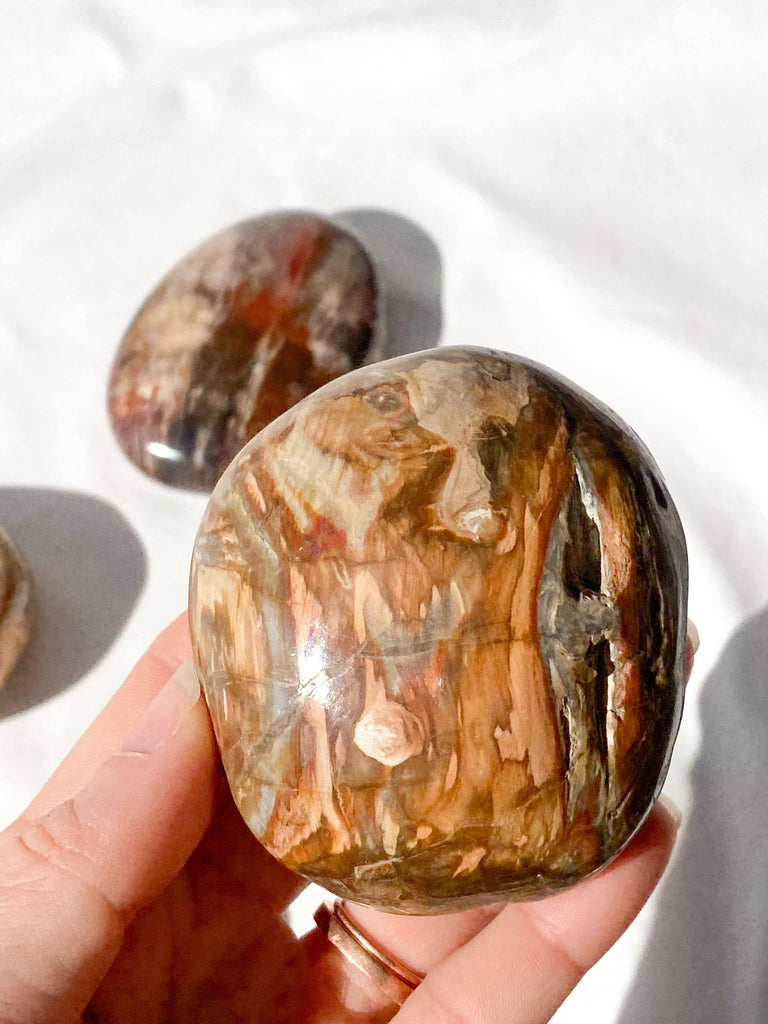 Petrified Wood Palm Stone | Extra Large - Unearthed Crystals