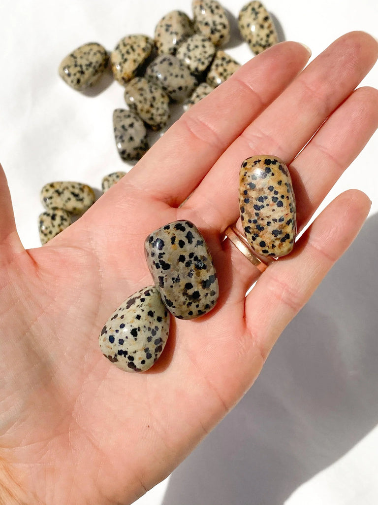 Dalmatian Jasper Tumbles | Small - Unearthed Crystals